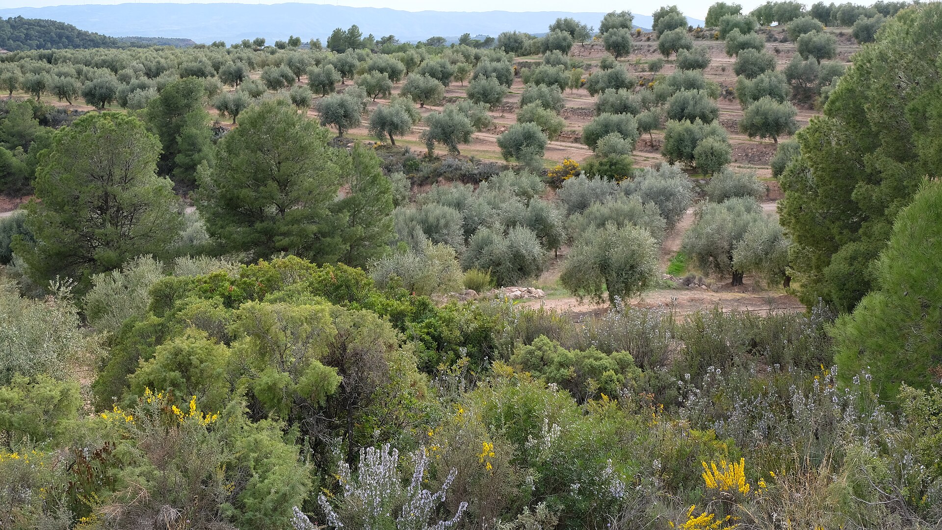 Toskana'da zeytin ağaçları